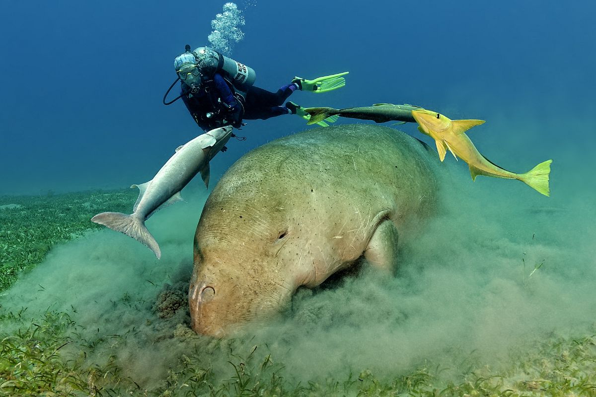 Your experience at Marsa Mubarak Dugong Tour