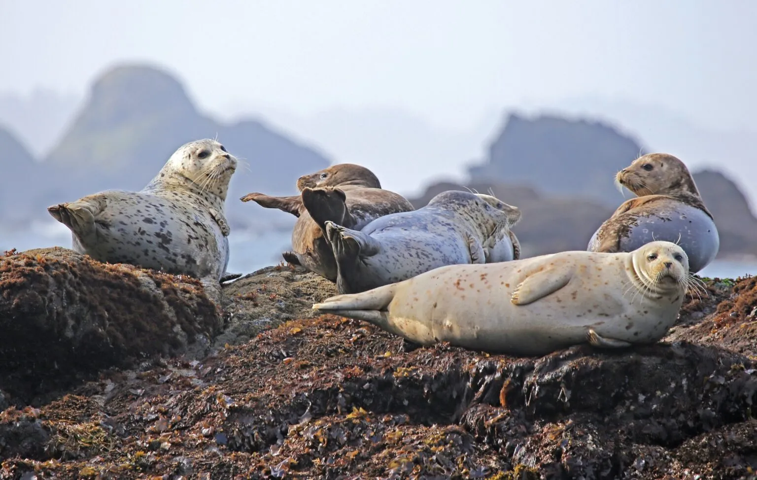 Cornwall Seal Safari Wildlife Experience