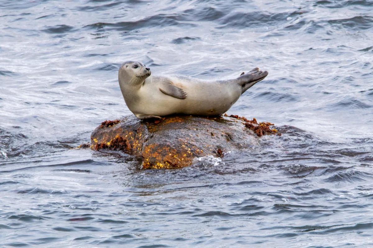 Your experience at Cornwall Seal Safari