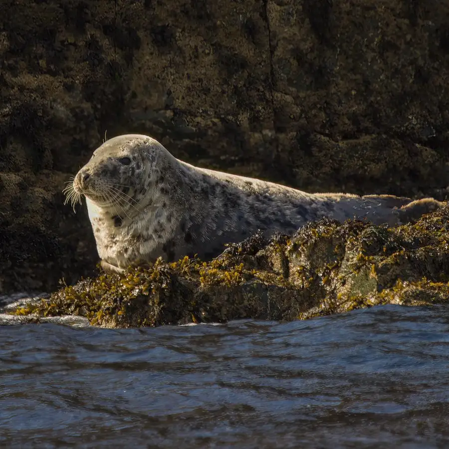 Cornwall Seal Safari