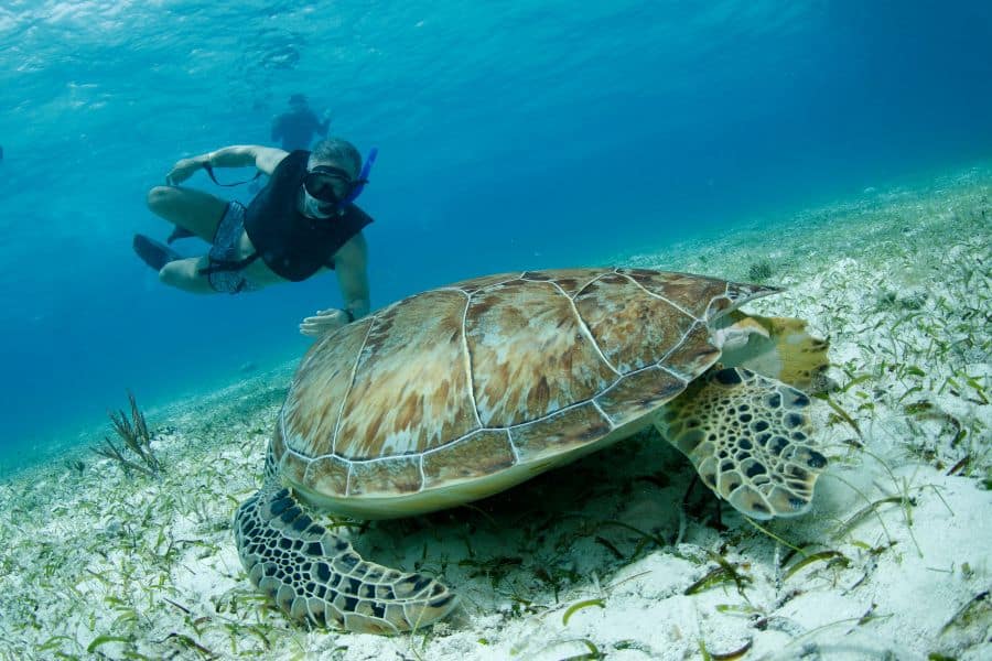 Local Turtle Habitats