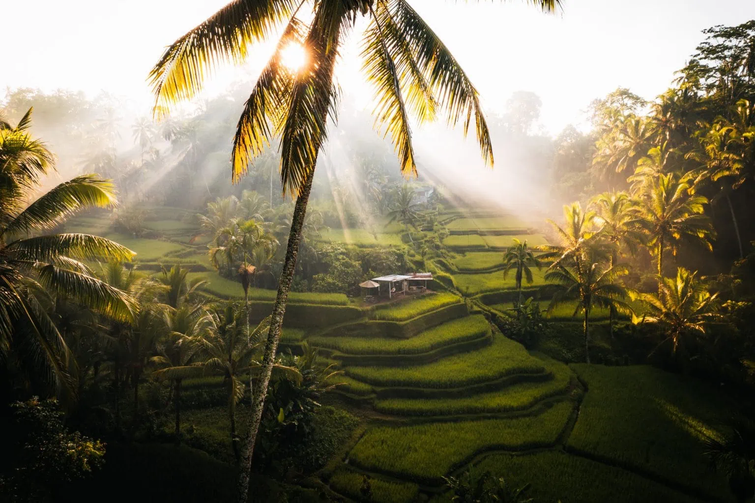 Rice Field Trek