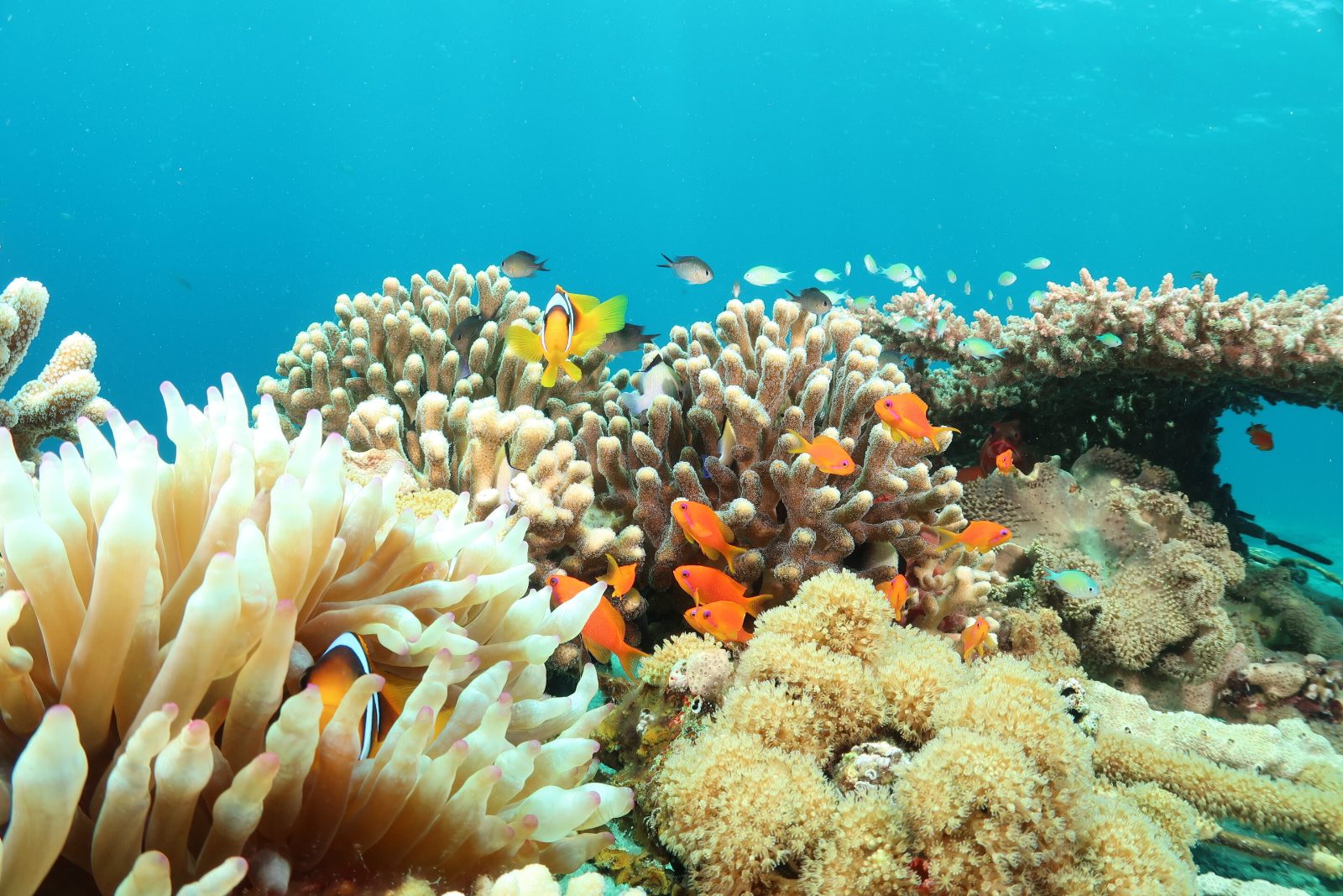 Diving in Aqaba Red Sea Experience