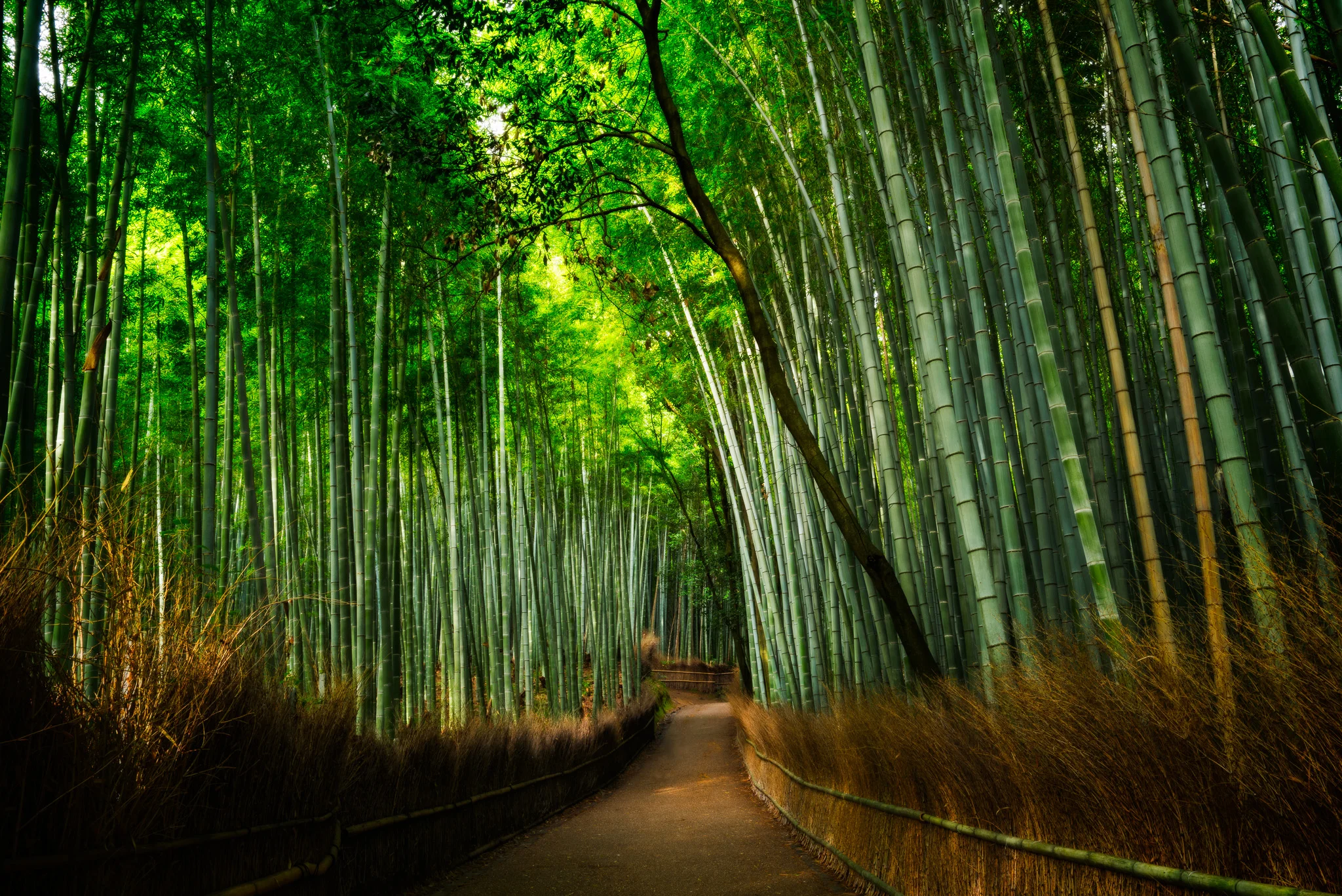 Bamboo Grove