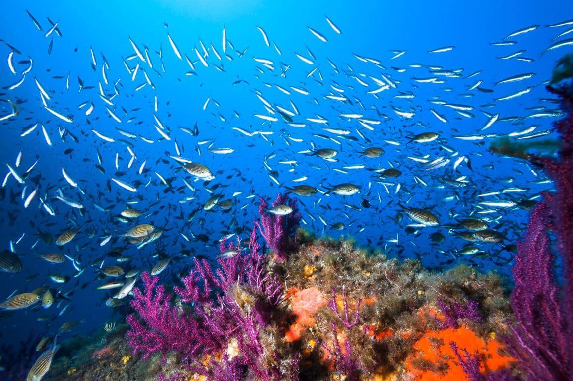 Marine Life Pools