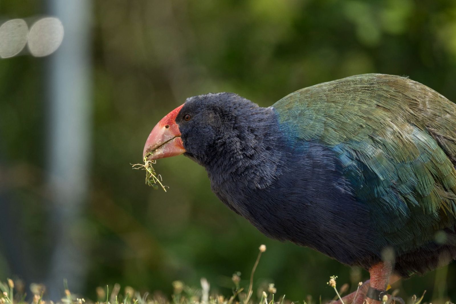 Your experience at Tiritiri Matangi Island Ferry