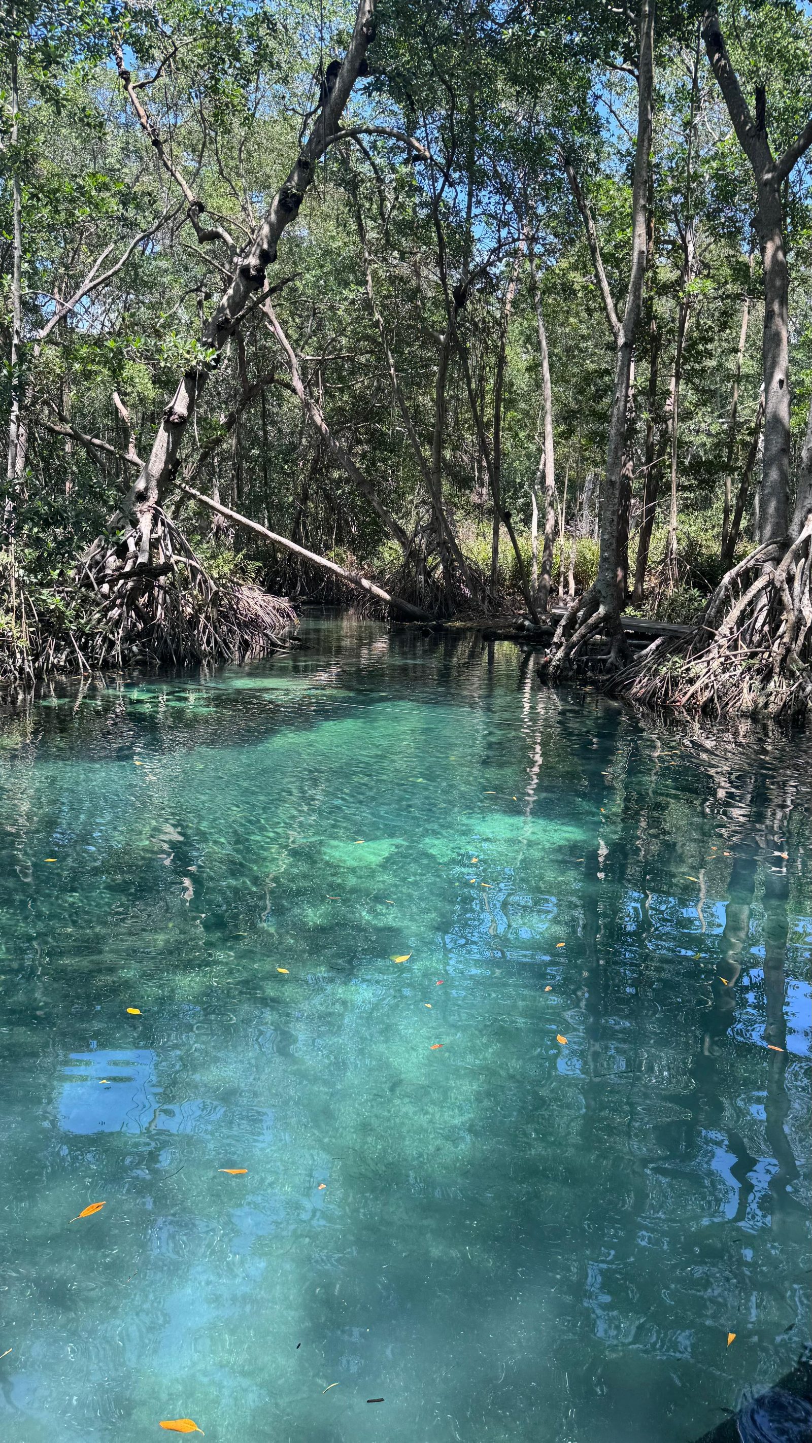 Baldiosera Spring