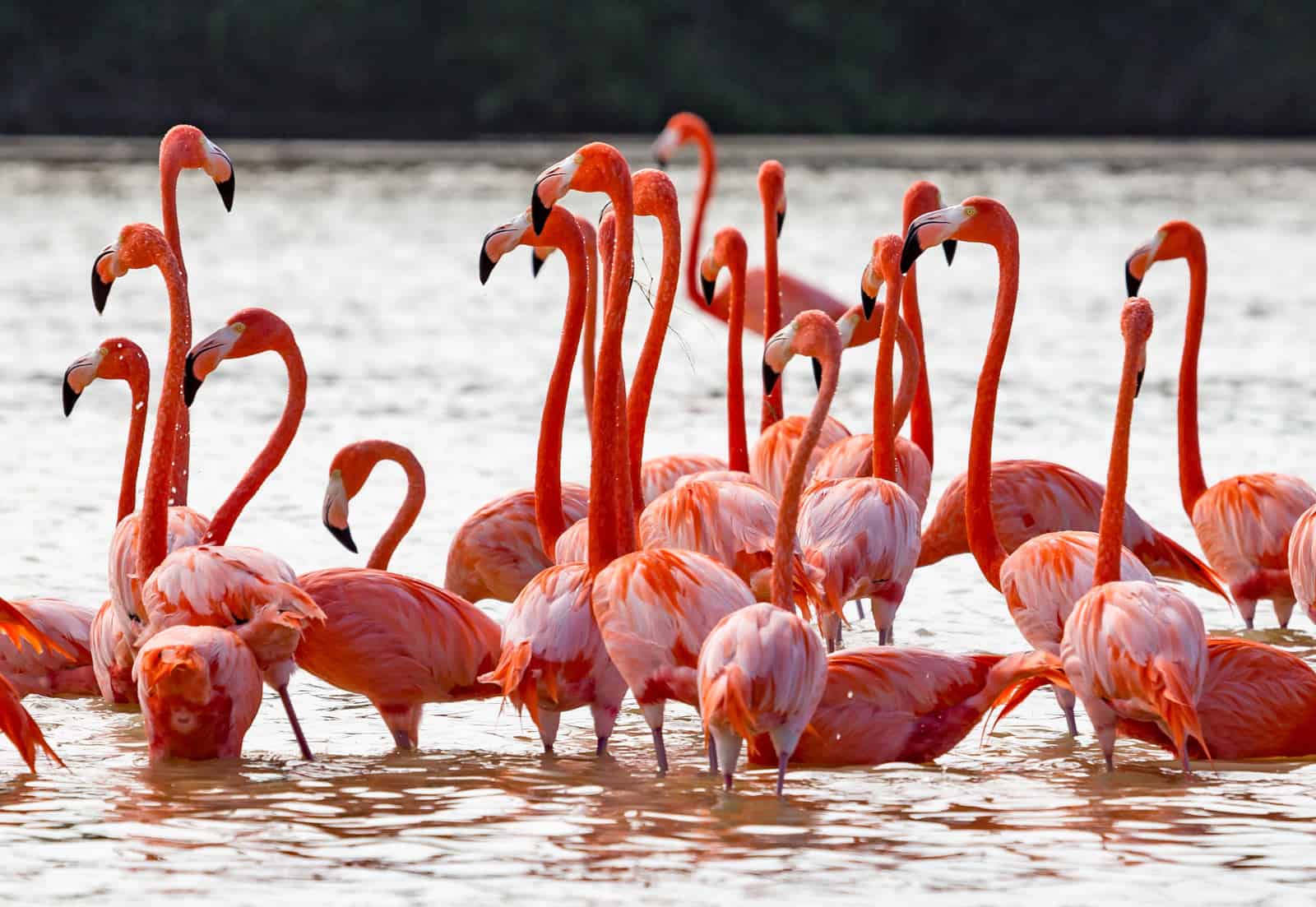 Flamingo Colonies
