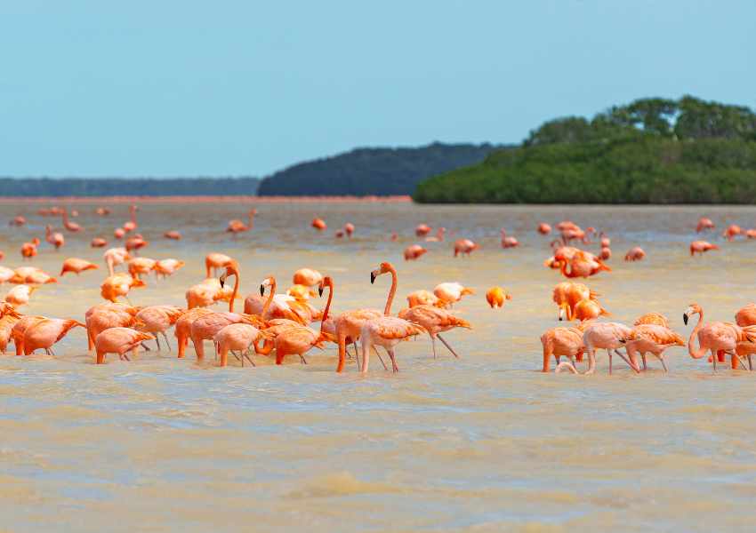 Celestun Tour from Merida: Flamingo Reserve Day Trip