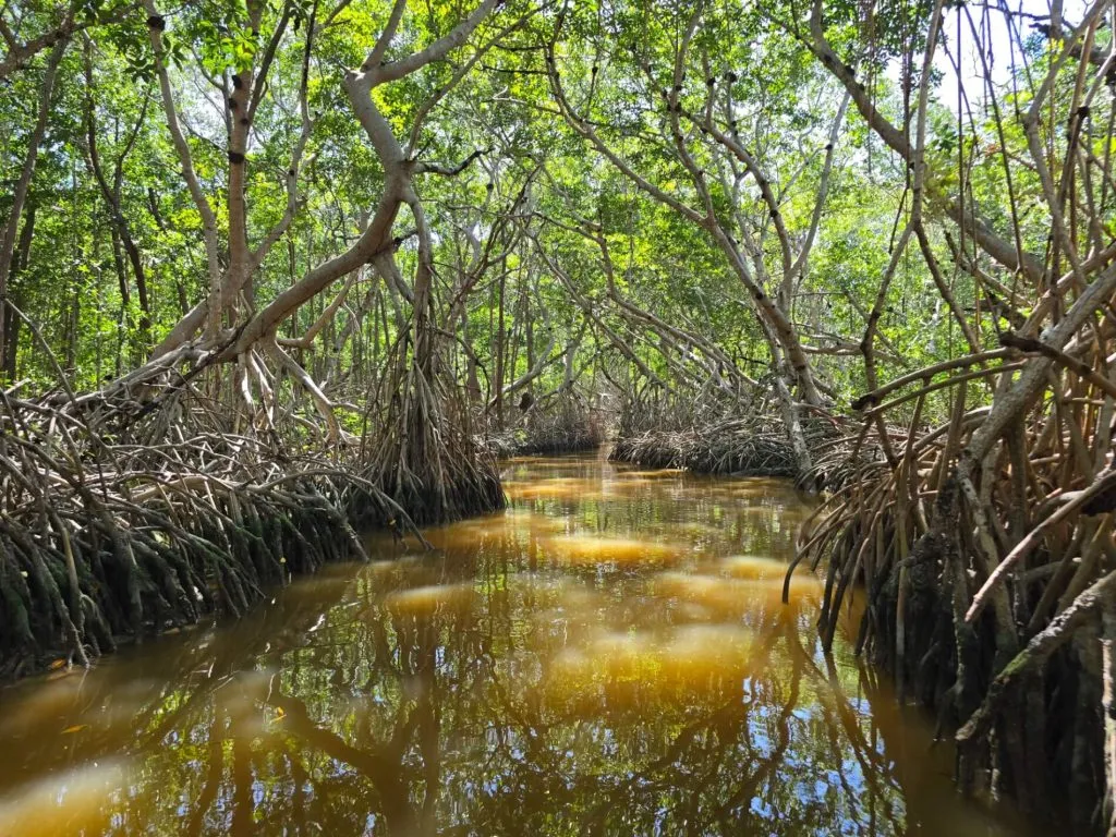 Mangrove Tunnels