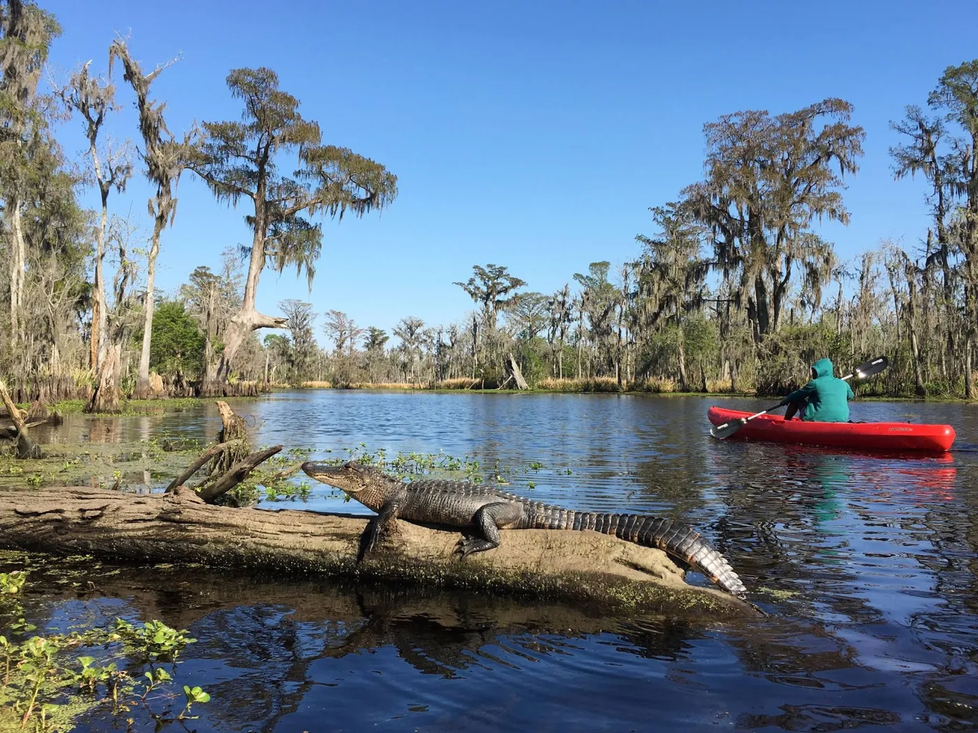 Your experience at Manchac Swamp Kayak Tour