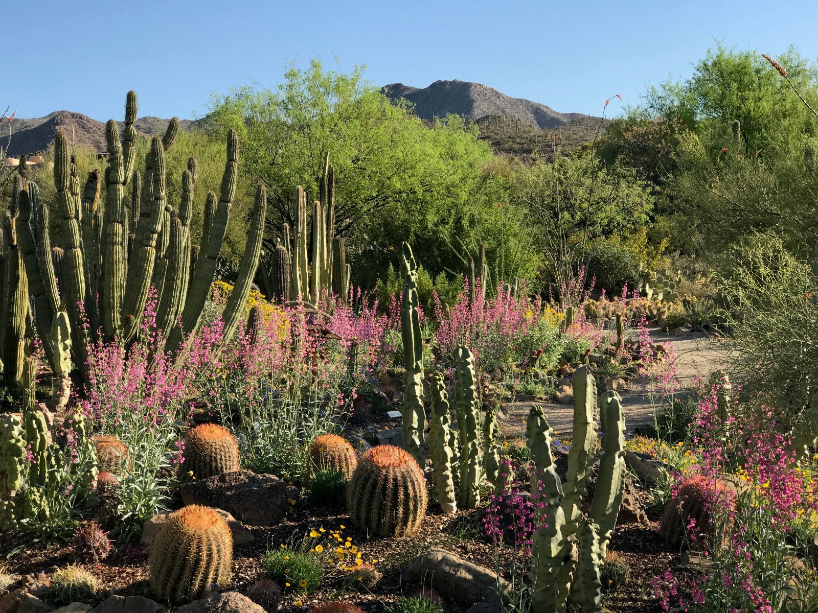 Desert Flora Garden