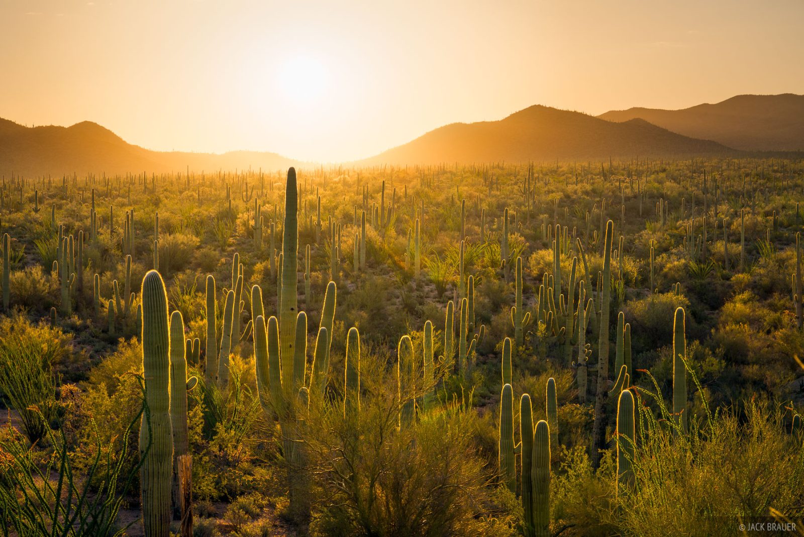 Saguaro National Park