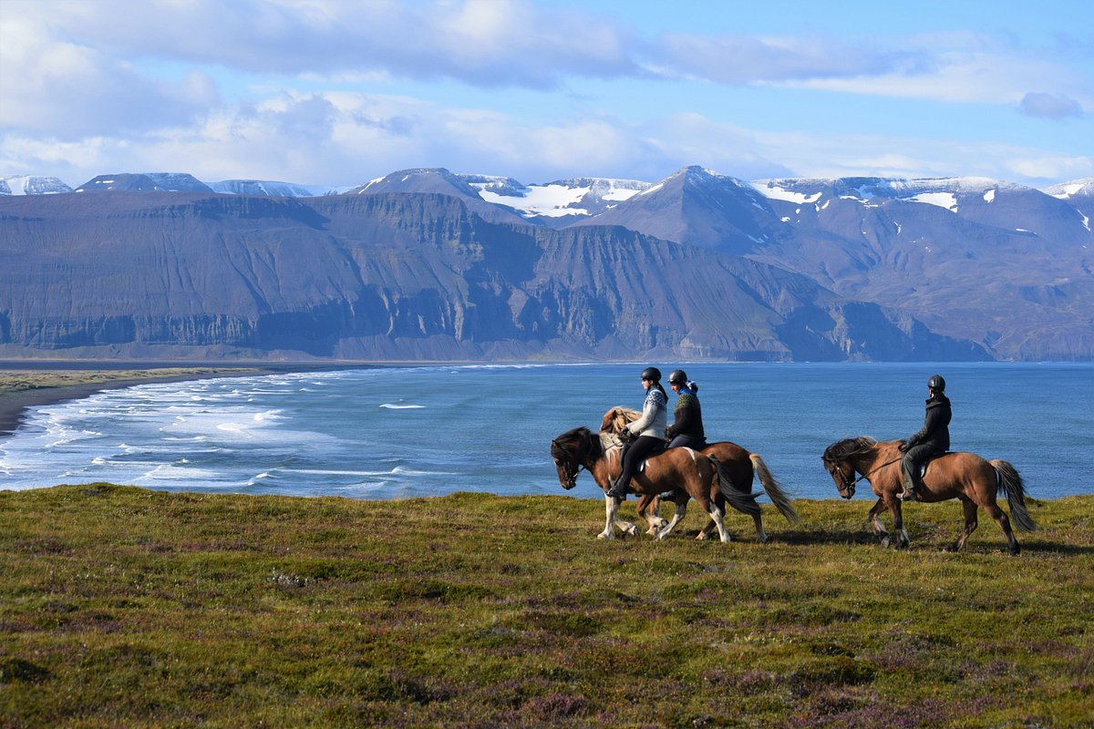 Your experience at Reykjadalur Horse Riding Tour