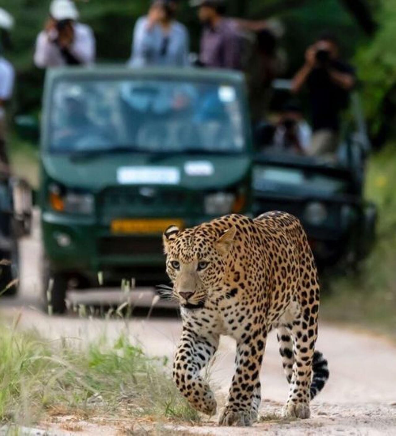 Amagarh Leopard Safari