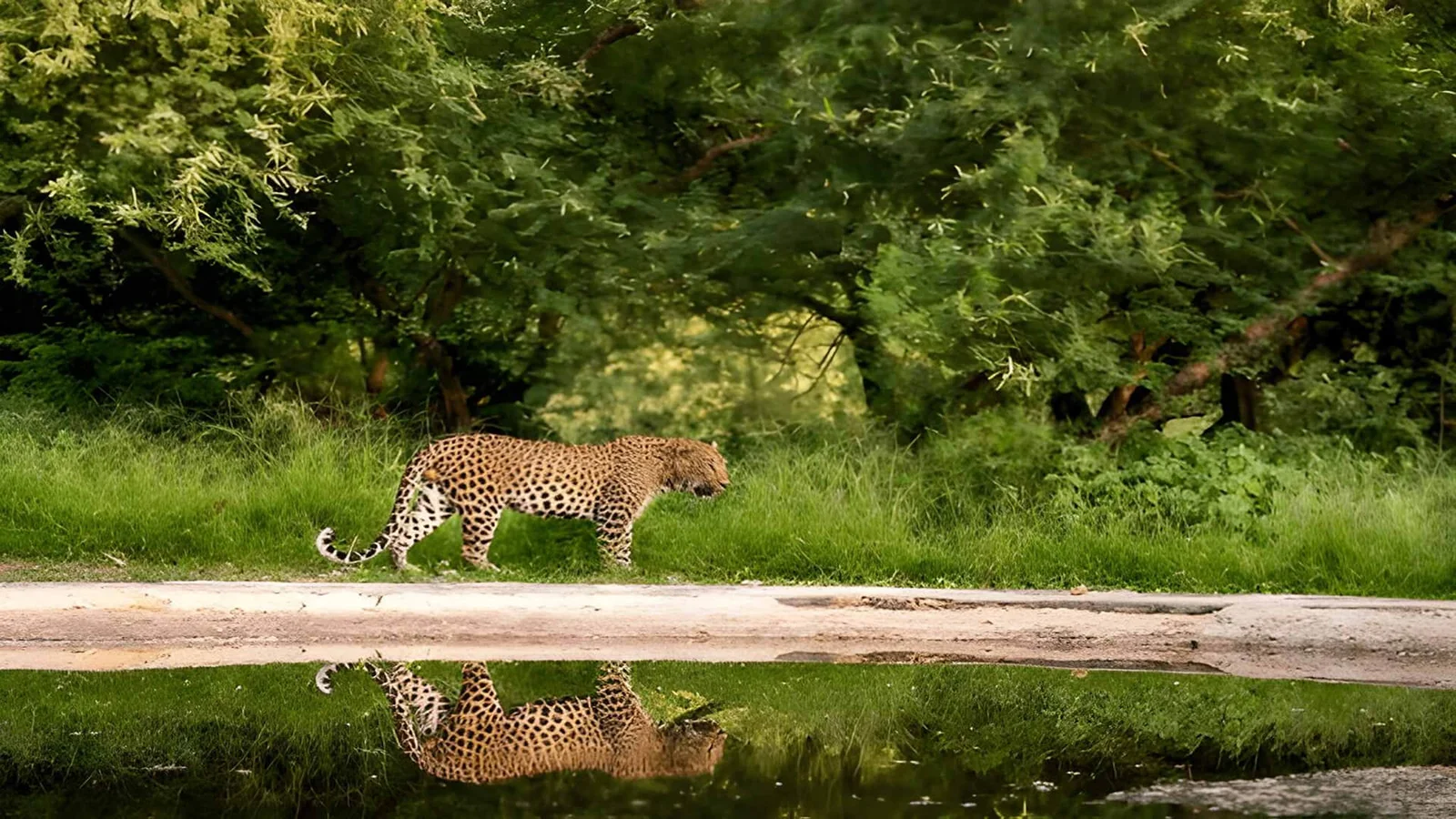 Amagarh Leopard Safari Wildlife Experience