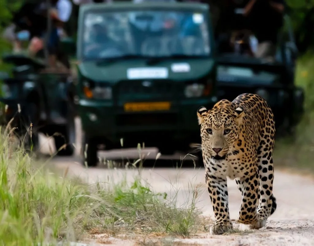 Your experience at Amagarh Leopard Safari