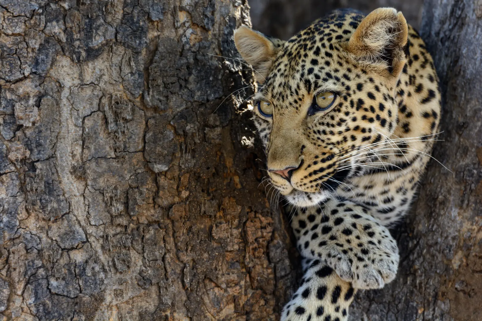 Leopard Ridge