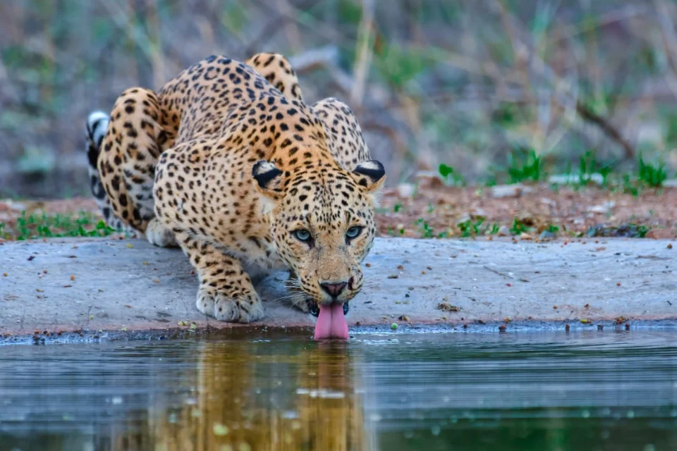 Watering Holes
