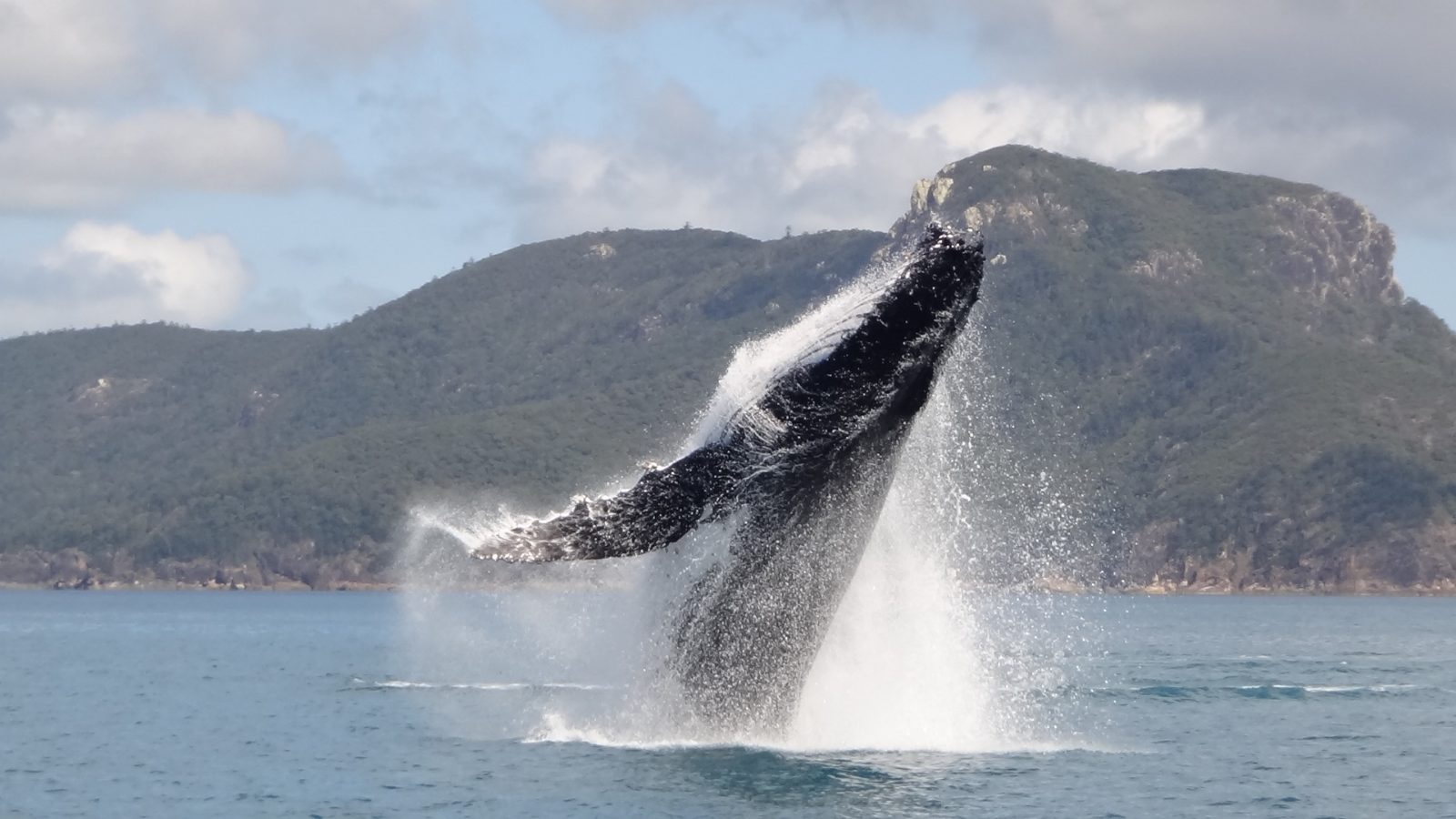Knysna Whale Watching on the Garden Route