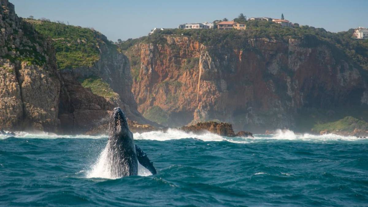 Knysna Whale Watching