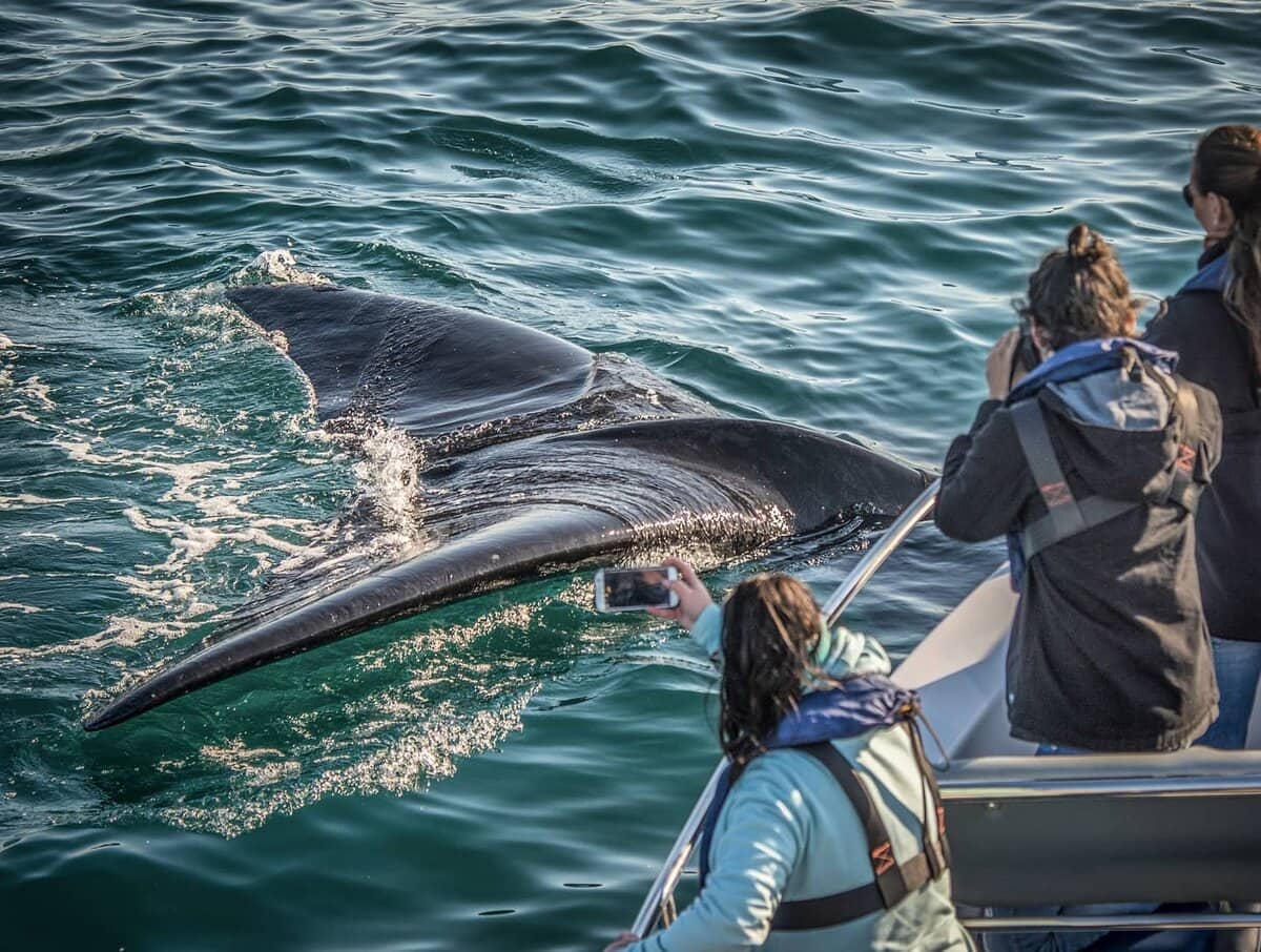 Your experience at Knysna Whale Watching