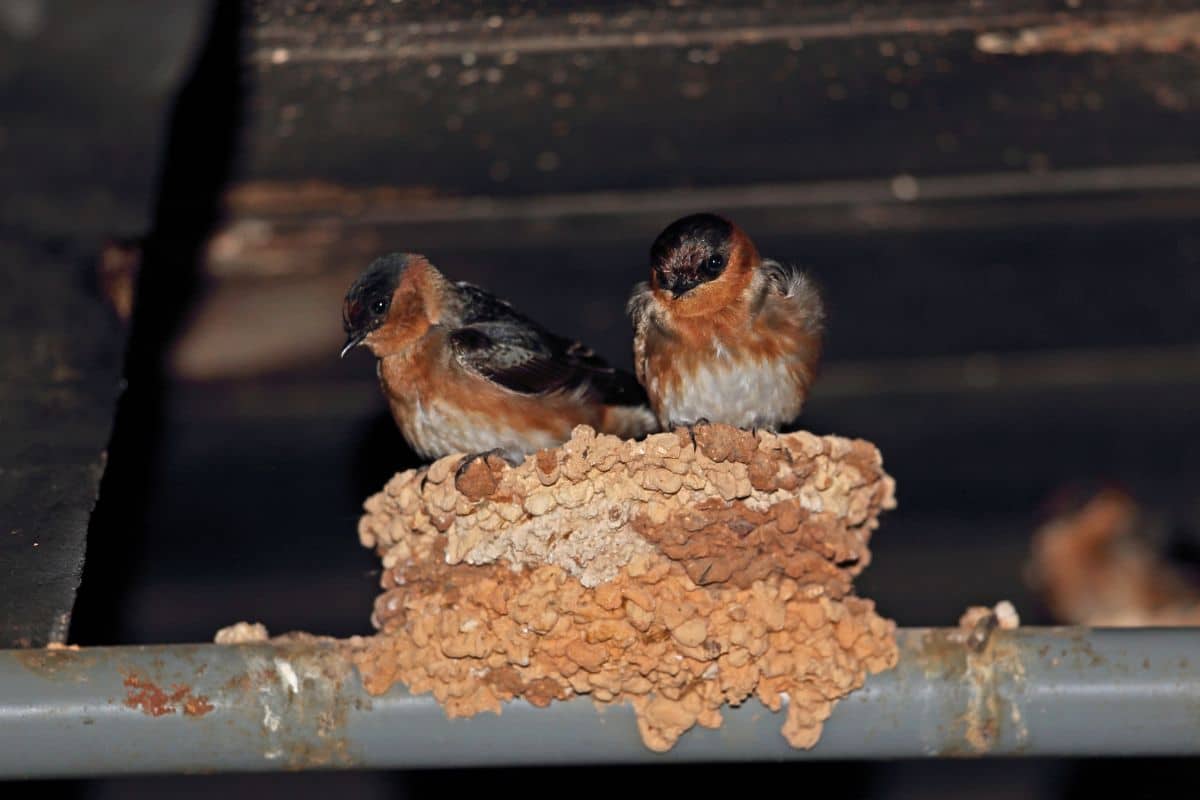 The Bird Nests