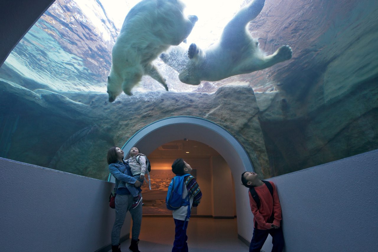 Your experience at Sapporo Asahiyama Zoo Tour
