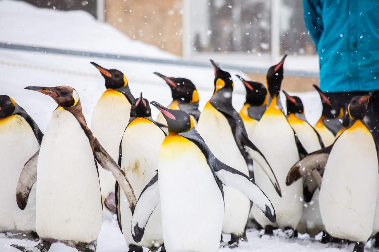 Sapporo Asahiyama Zoo Tour