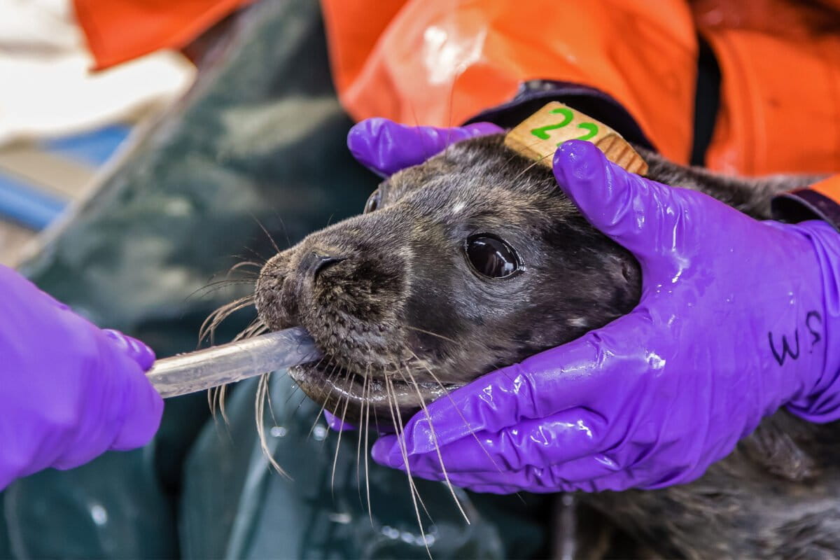 Marine Animal House