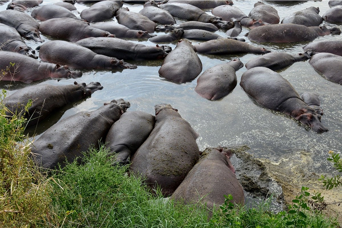 Hippo Pool