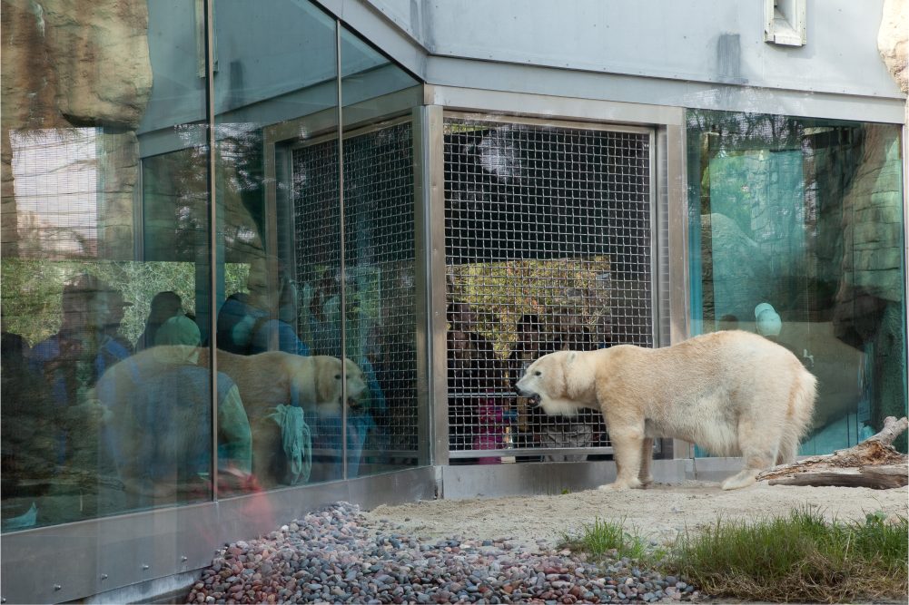 Polar Bear Exhibit