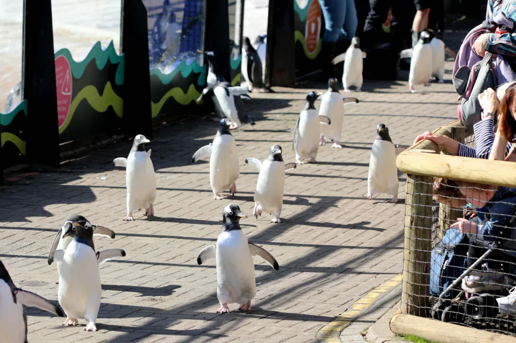 Penguin Walkway