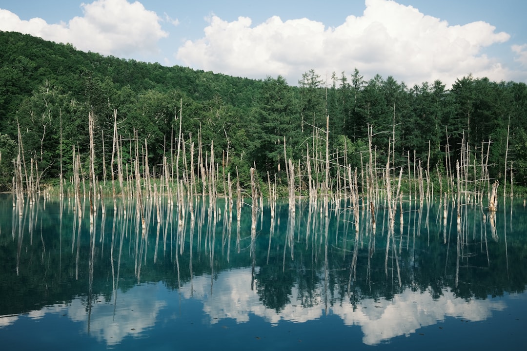 Biei Blue Pond Tour Experience