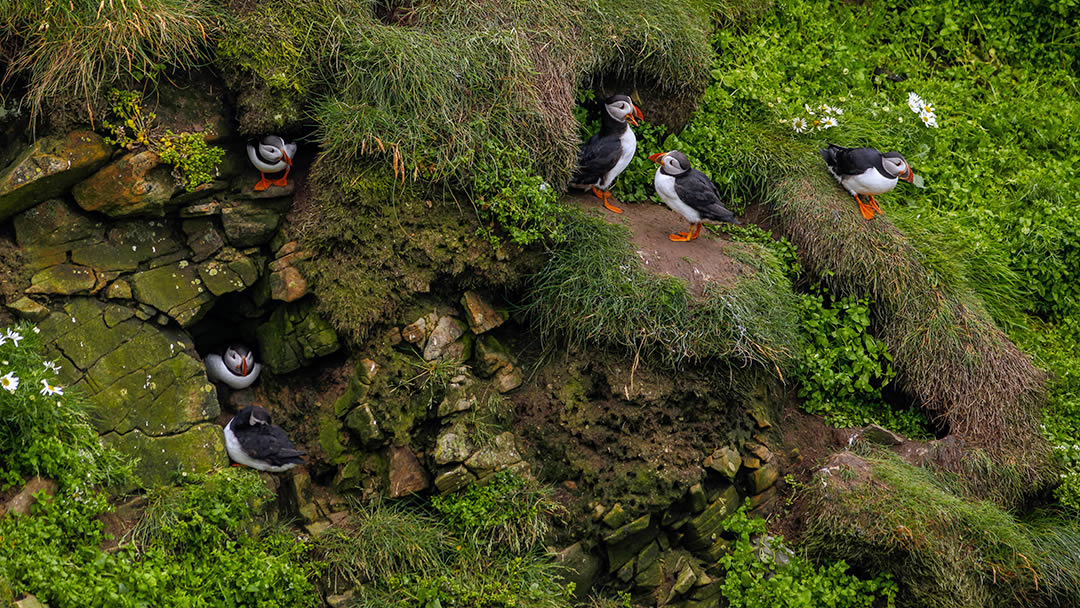 Puffin Terrace