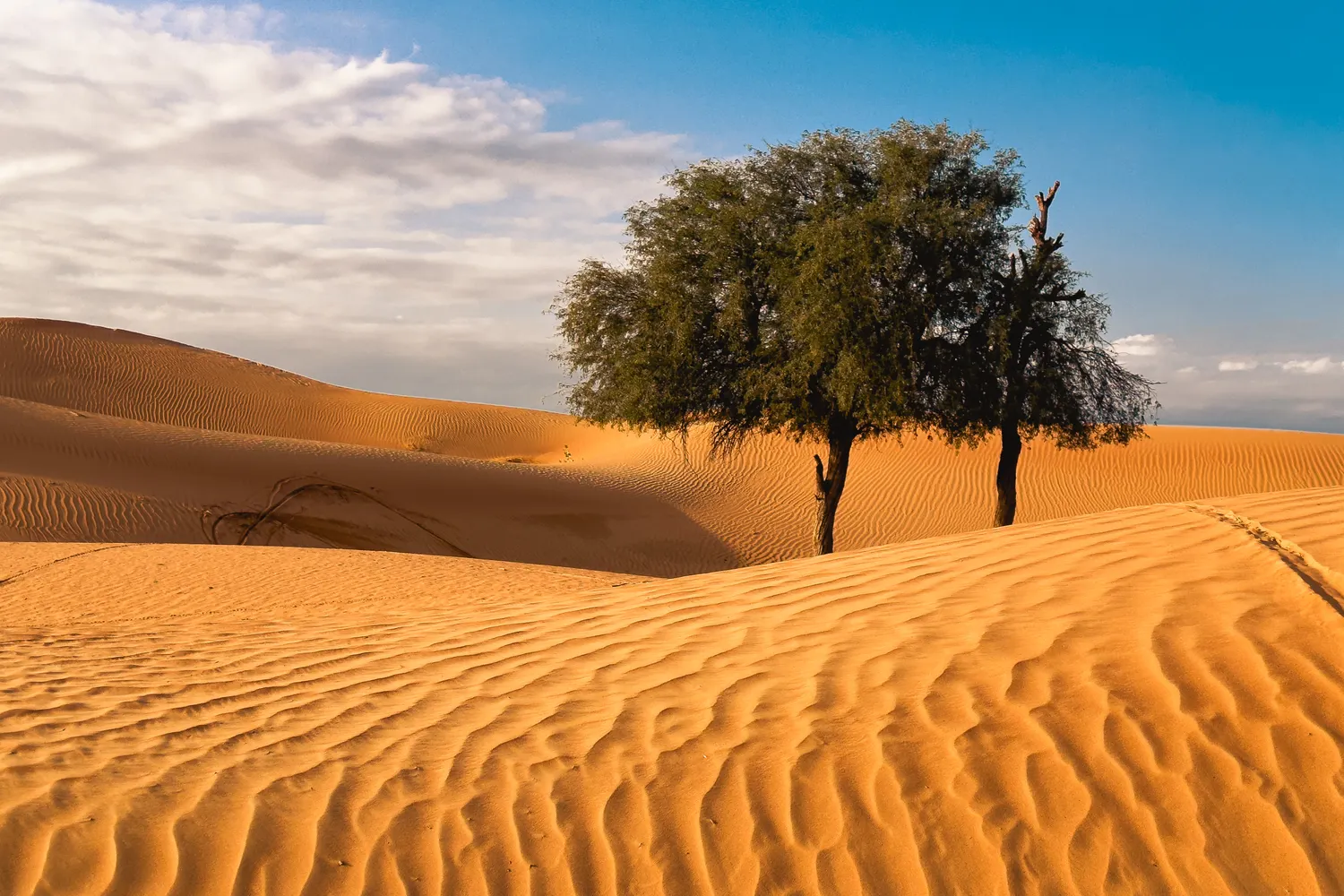 Ghaf Tree Groves