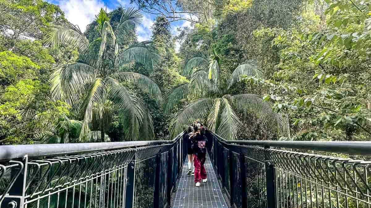 Tamborine Rainforest Skywalk
