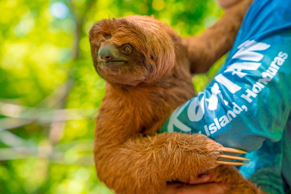 Roatan Sloth Sanctuary Cost