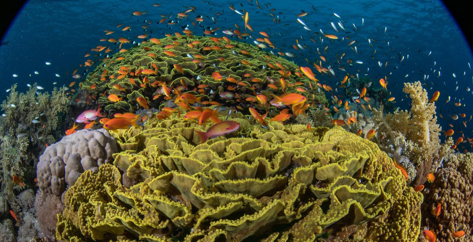 Gordon Reef