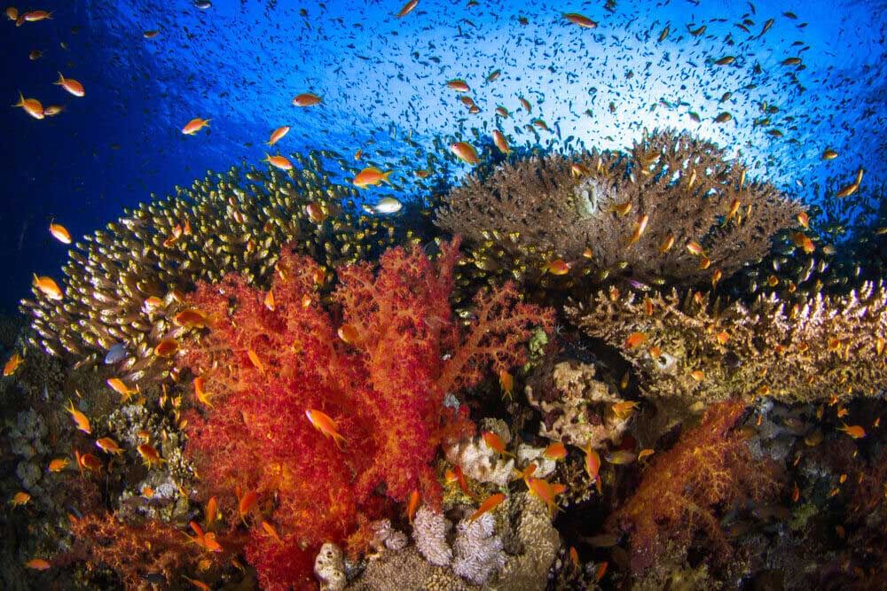 Jackson Reef