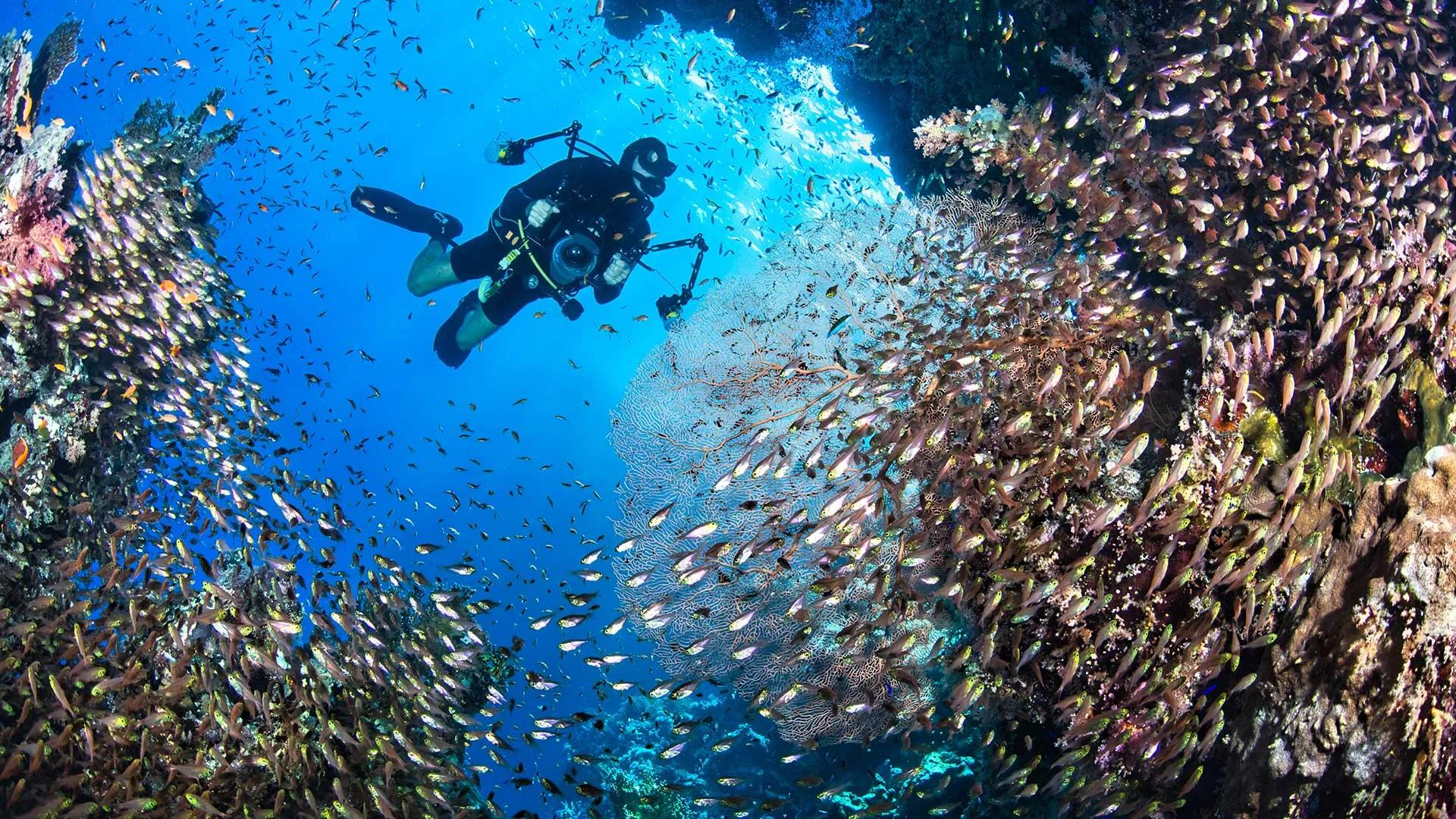 Thomas Reef