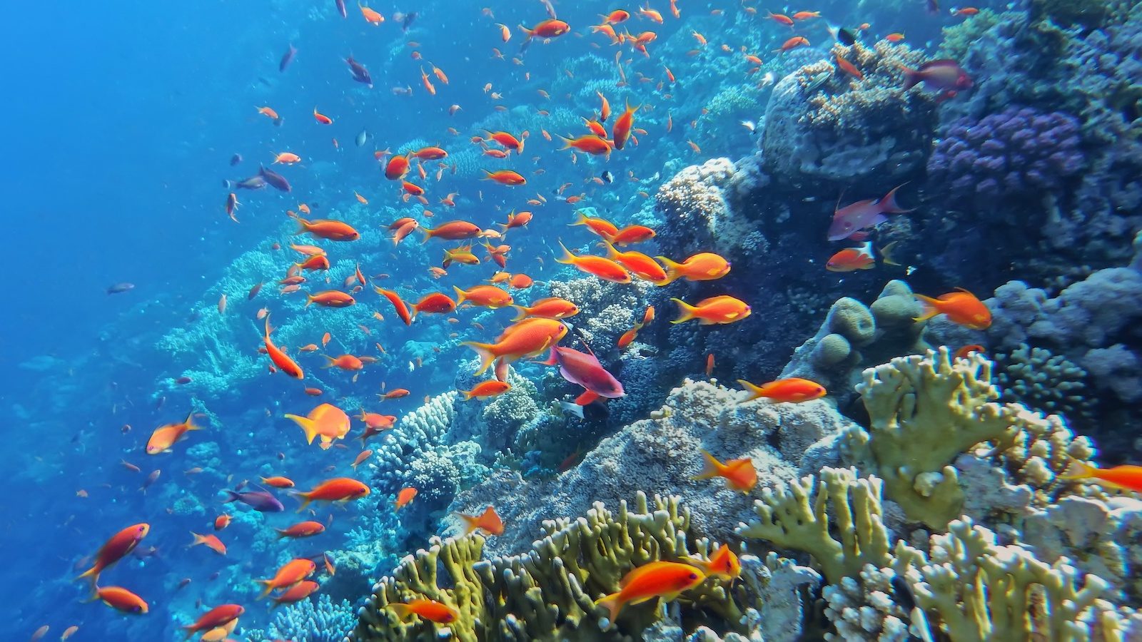 Gordon Reef