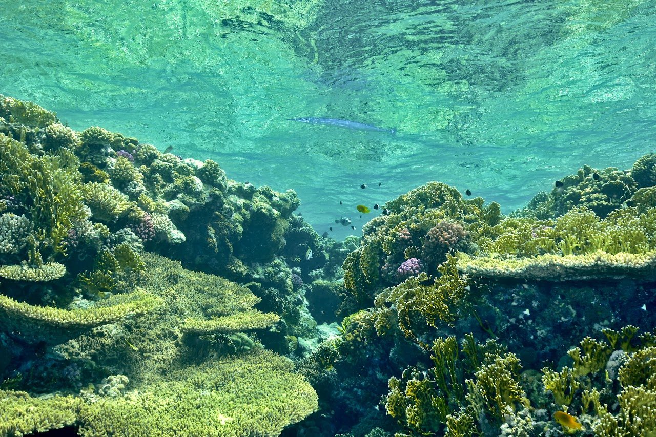 Woodhouse Reef