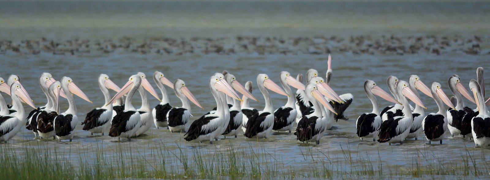 Pelican Colonies