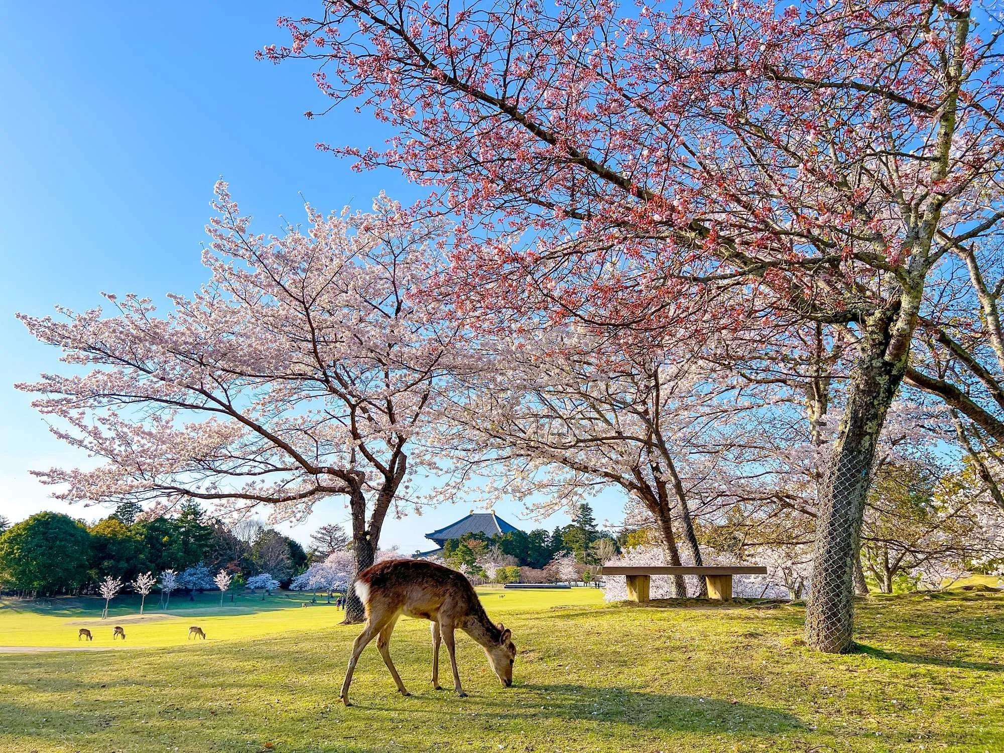 Nara Park