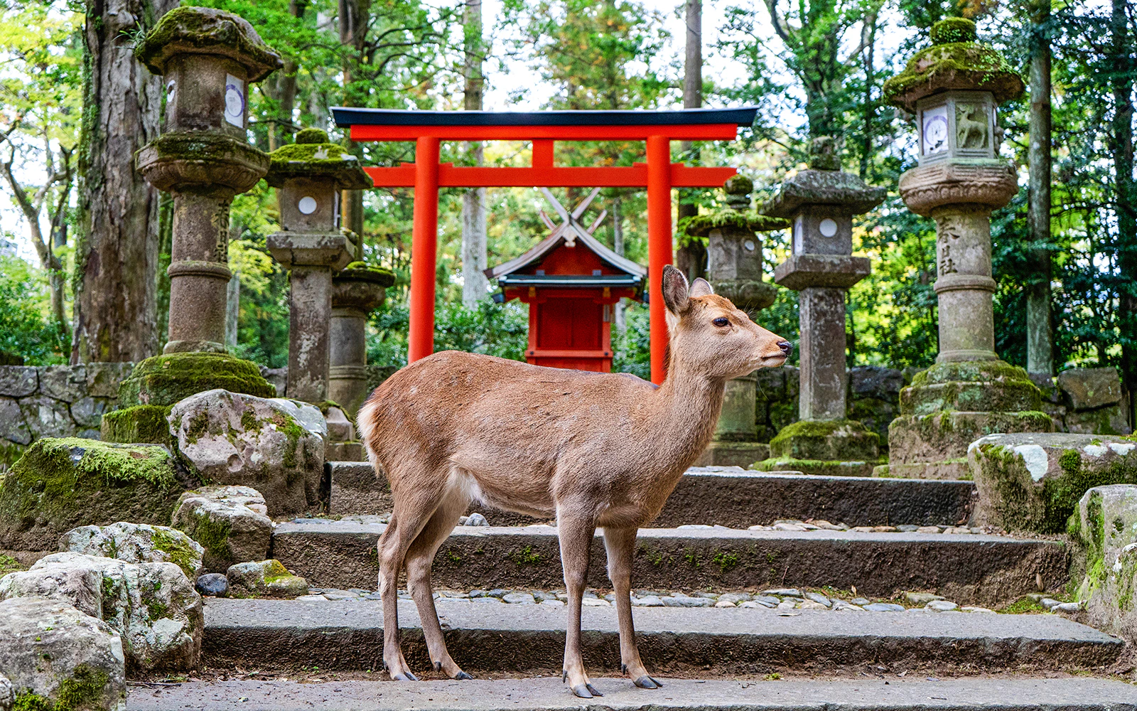 Is It Better to Go to Nara From Osaka or Kyoto