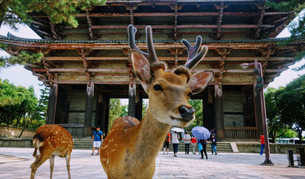 How to Get to Nara Park From Osaka