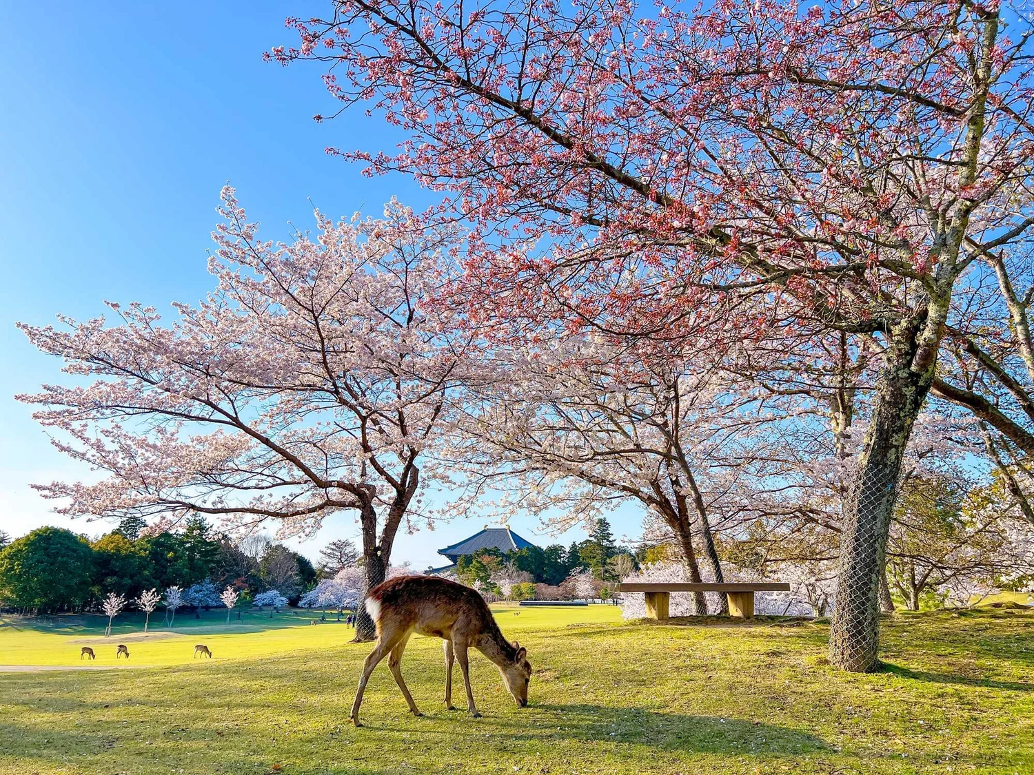 Nara Uji Day Trip Itinerary