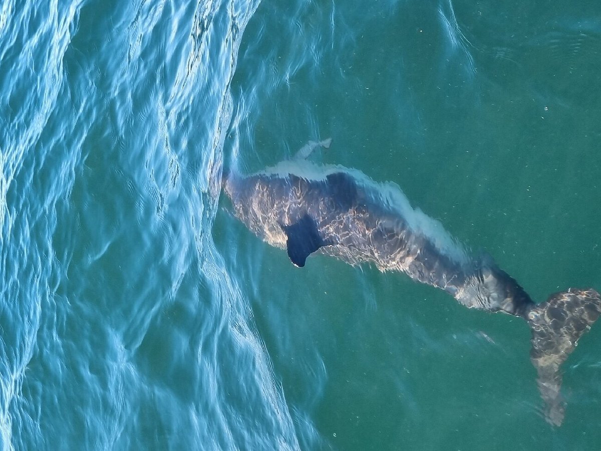 Can You Swim With Dolphins in Portugal