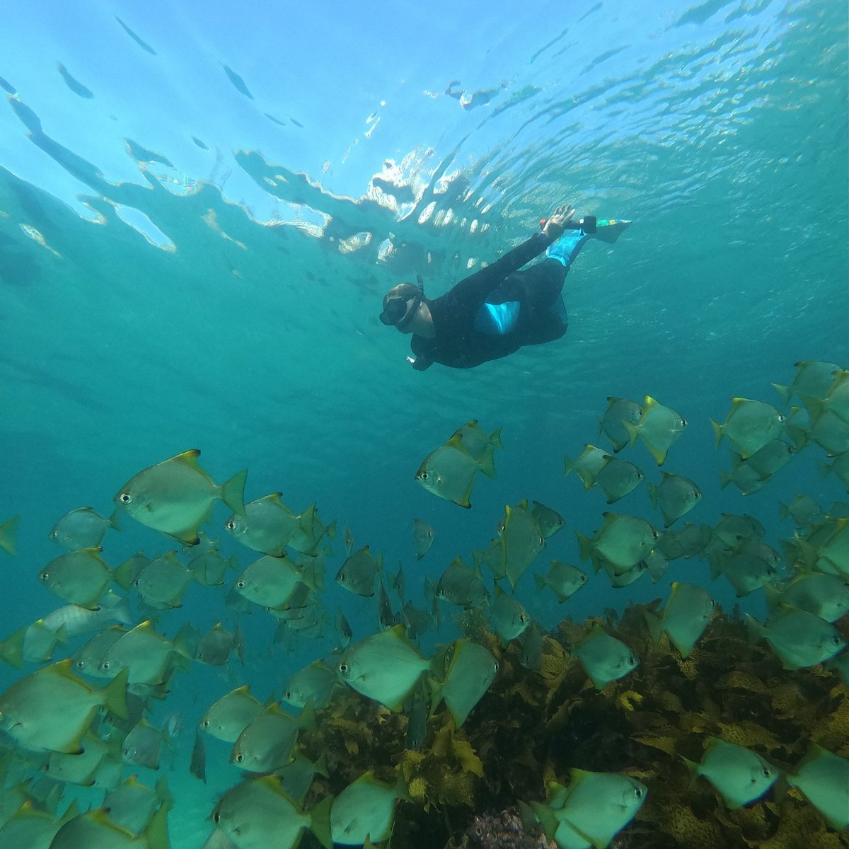 Shelly Beach Snorkeling Fish